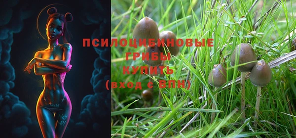 шишки Верея